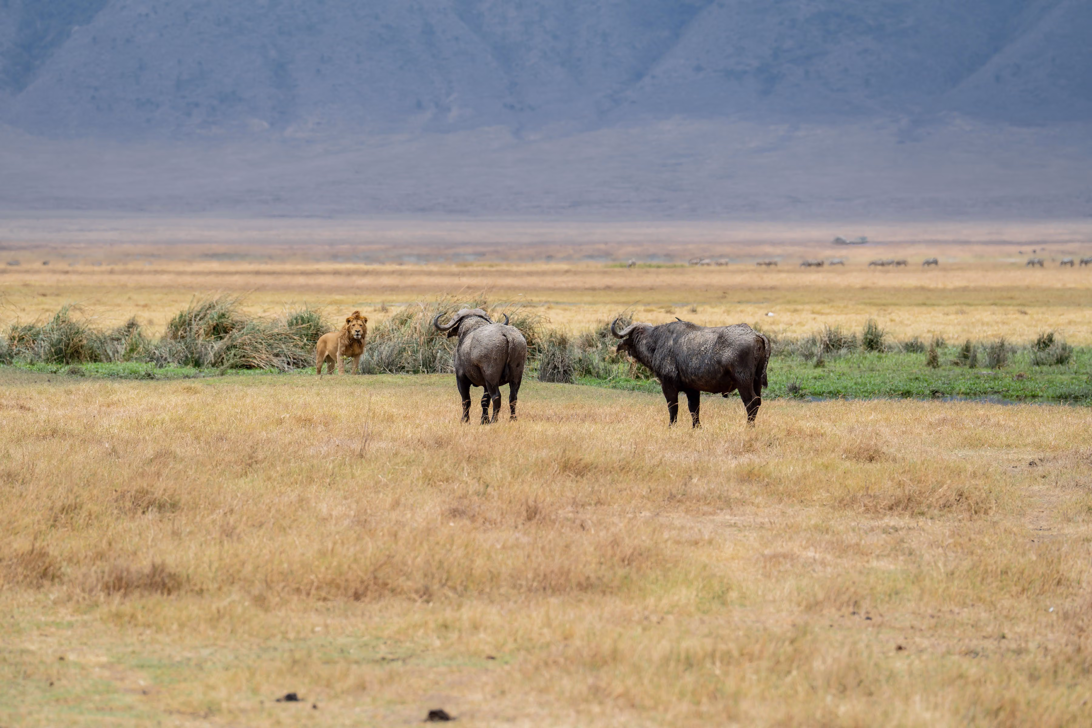 2-Day Tarangire & Ngorongoro Luxury Safari from Zanzibar