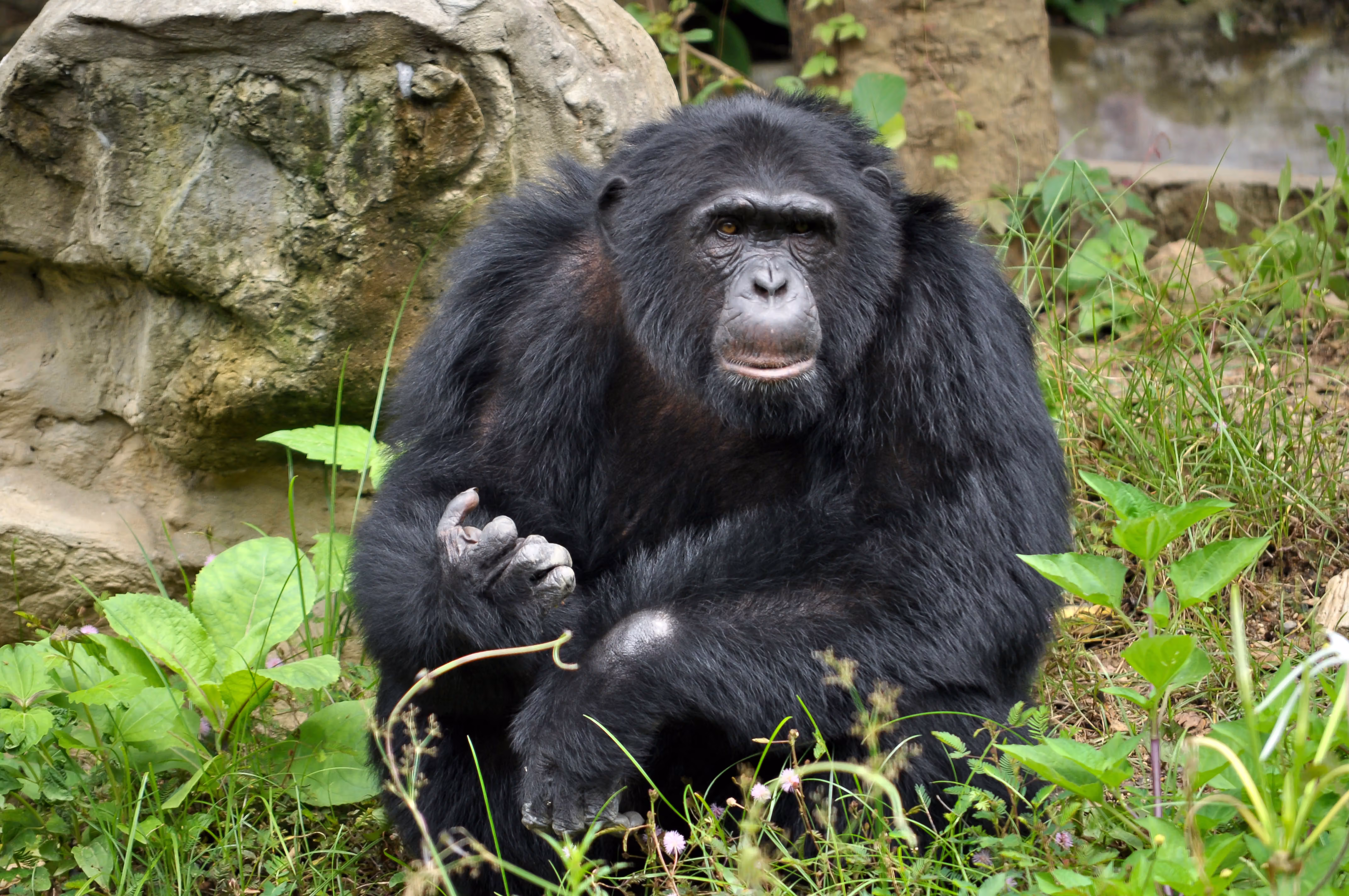 Custom Chimp Trekking Tour