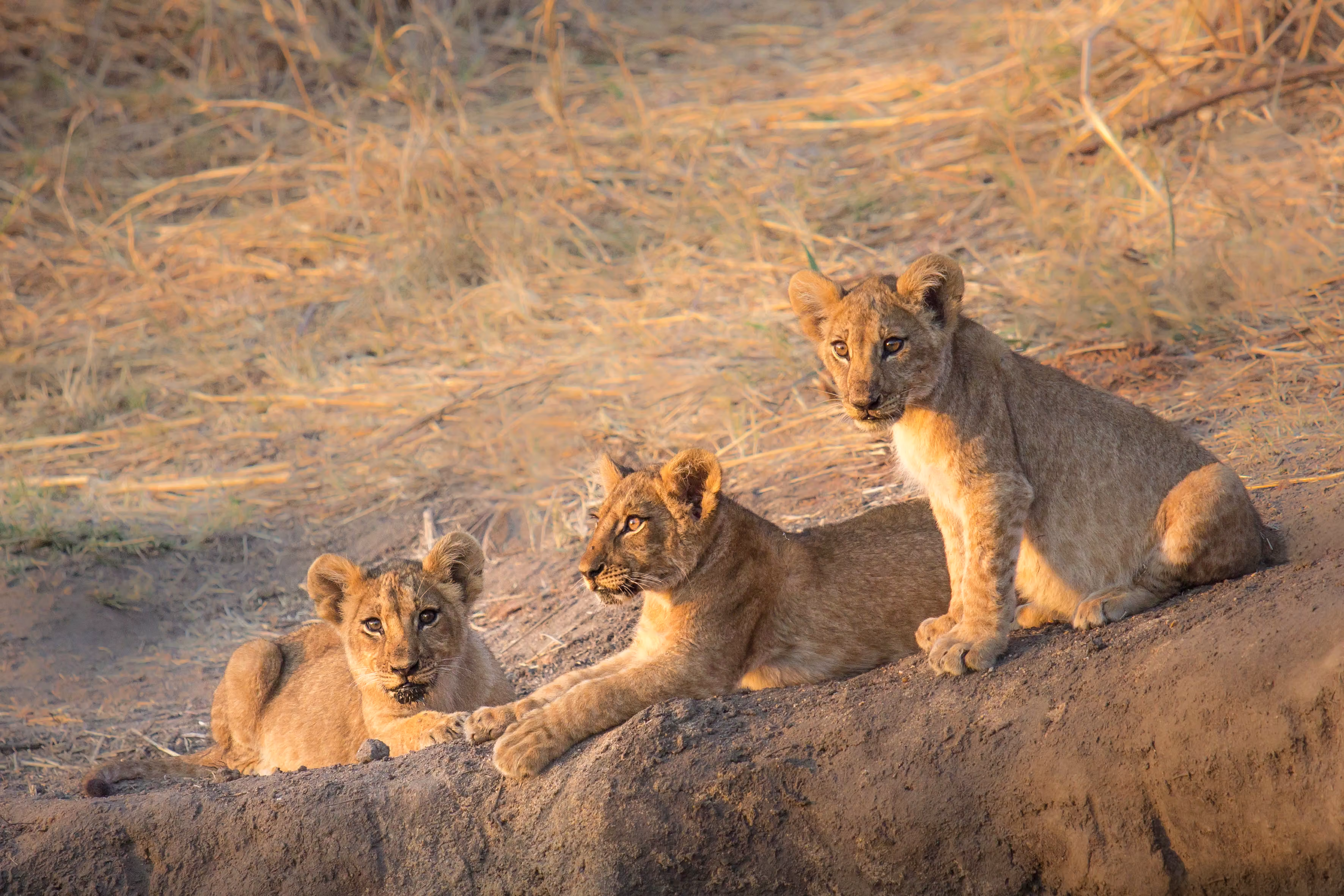12-Day Safari & Beach Holiday: The Full Tanzania Journey