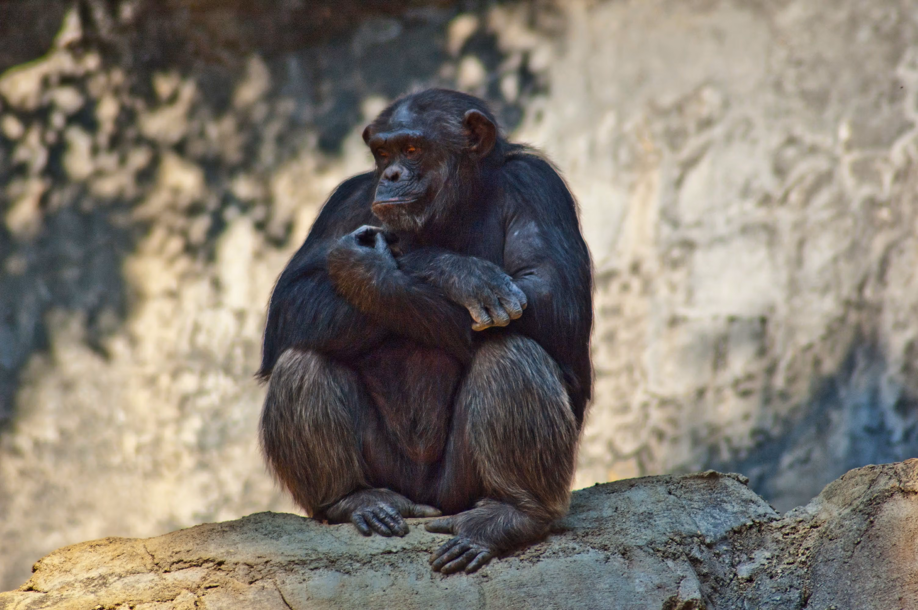 Chimp Trekking Tours