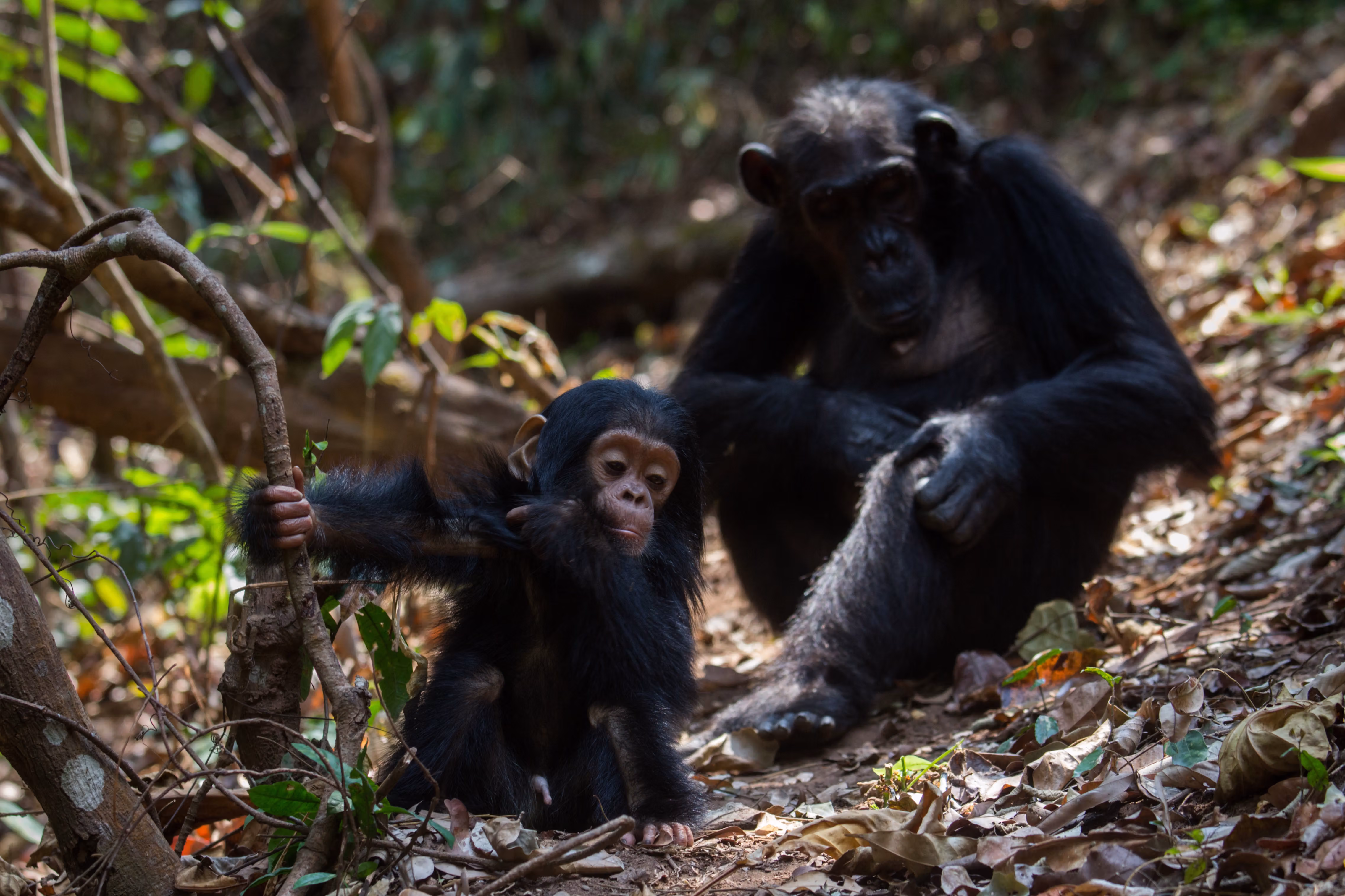 7-Day Mahale Chimpanzee & Serengeti Safari