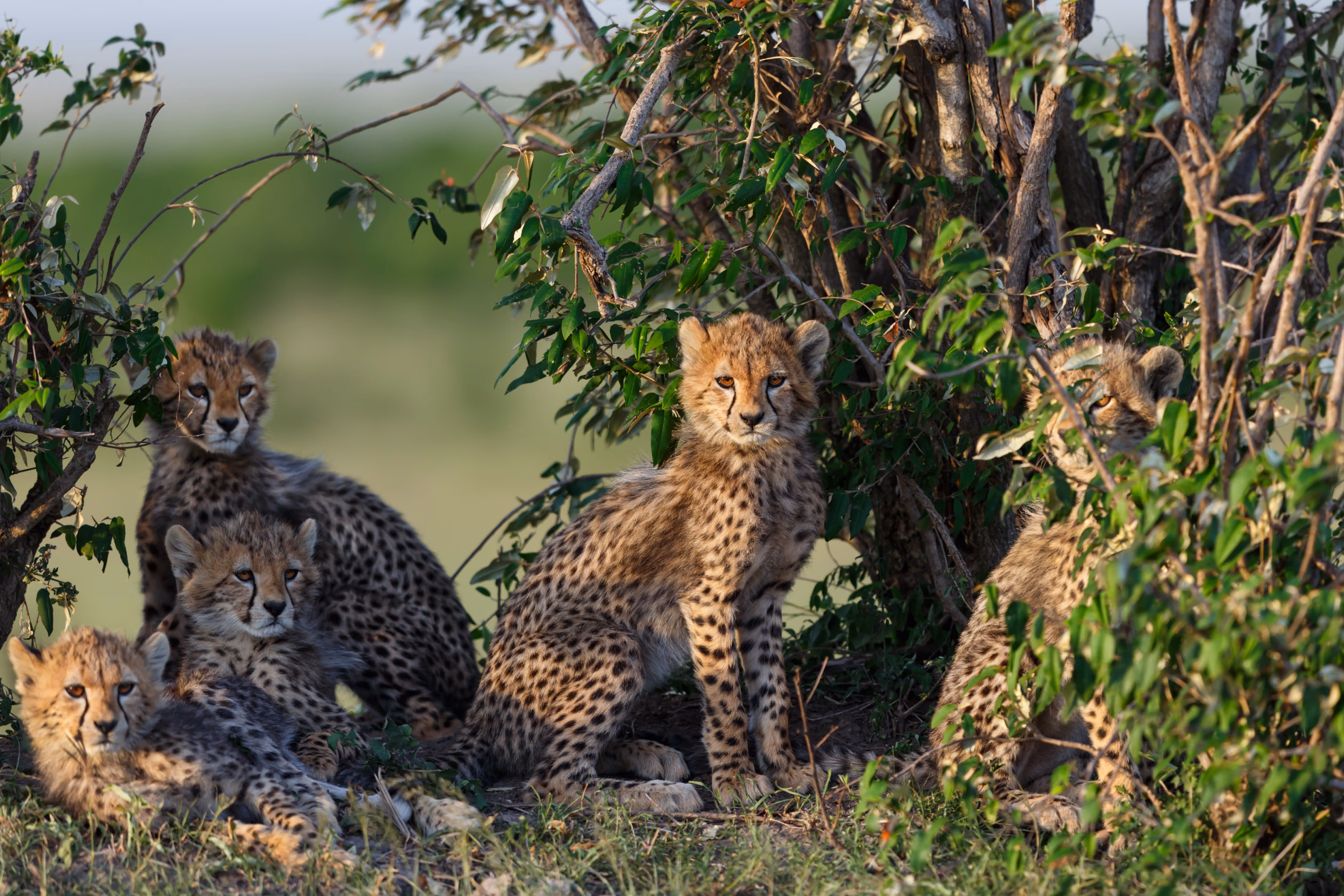 6-Day Tanzania Safari & Cultural Tour from Zanzibar