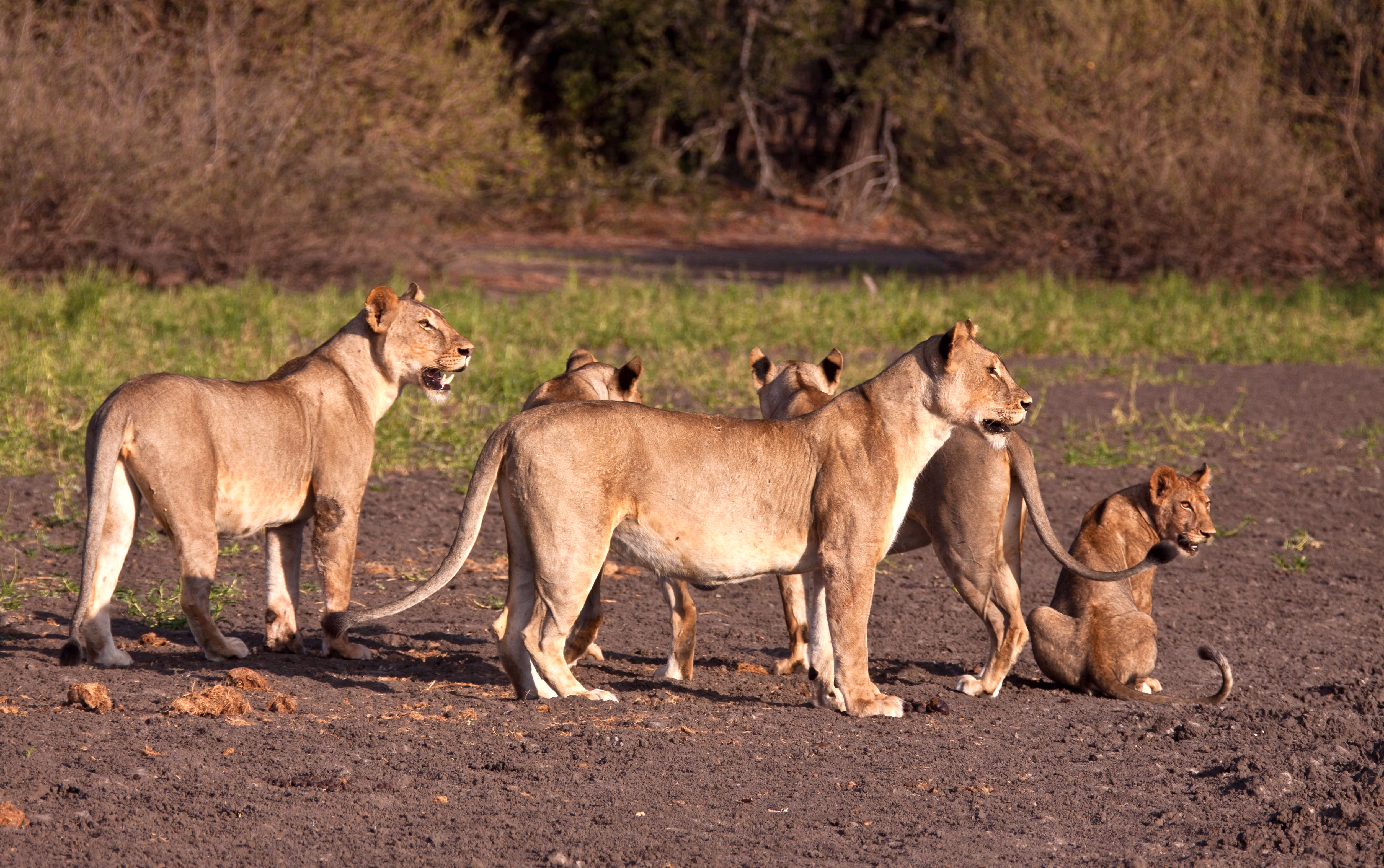 5-Day Classic Tanzania Safari & Kili Excursion