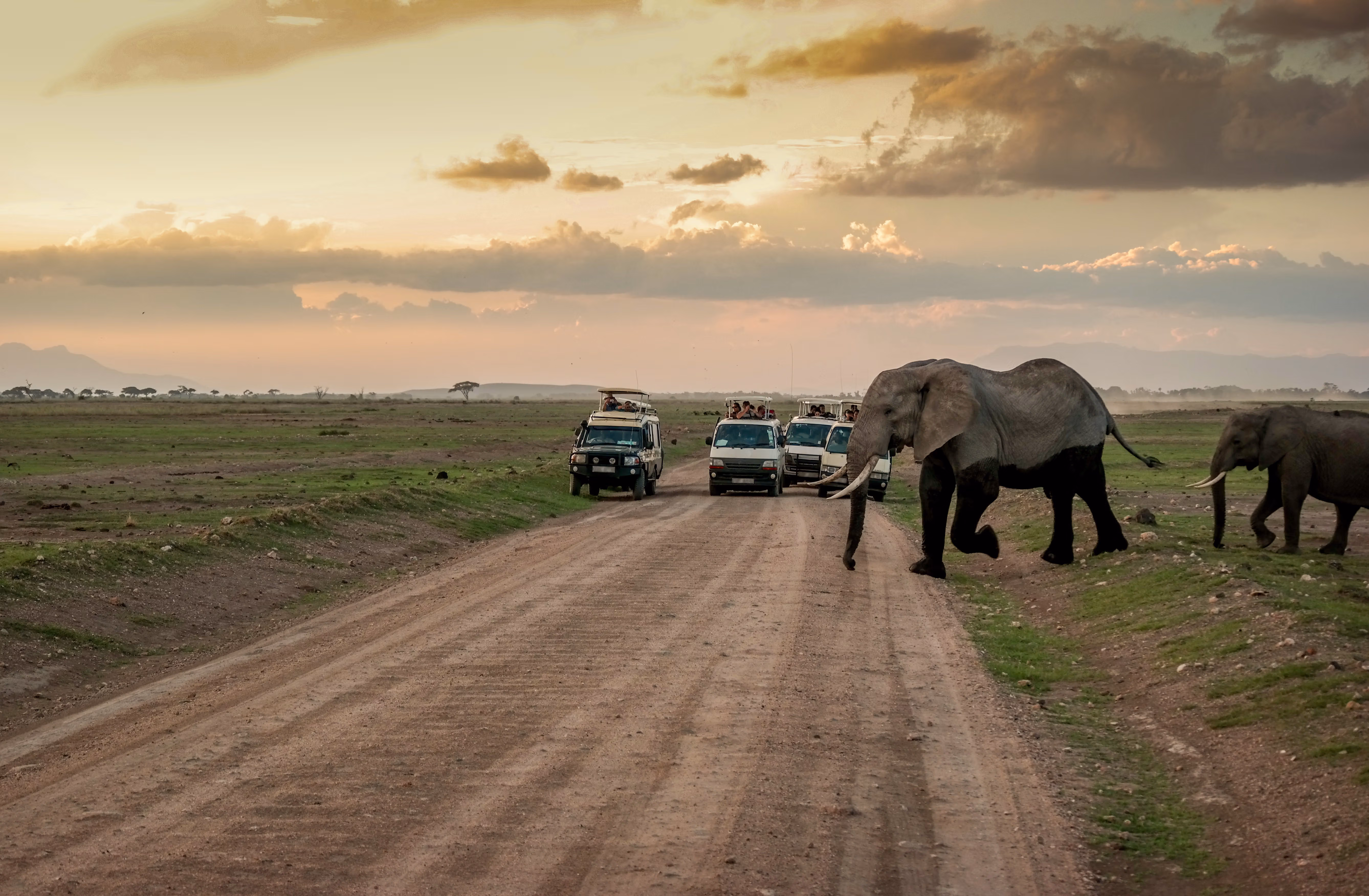 game drive